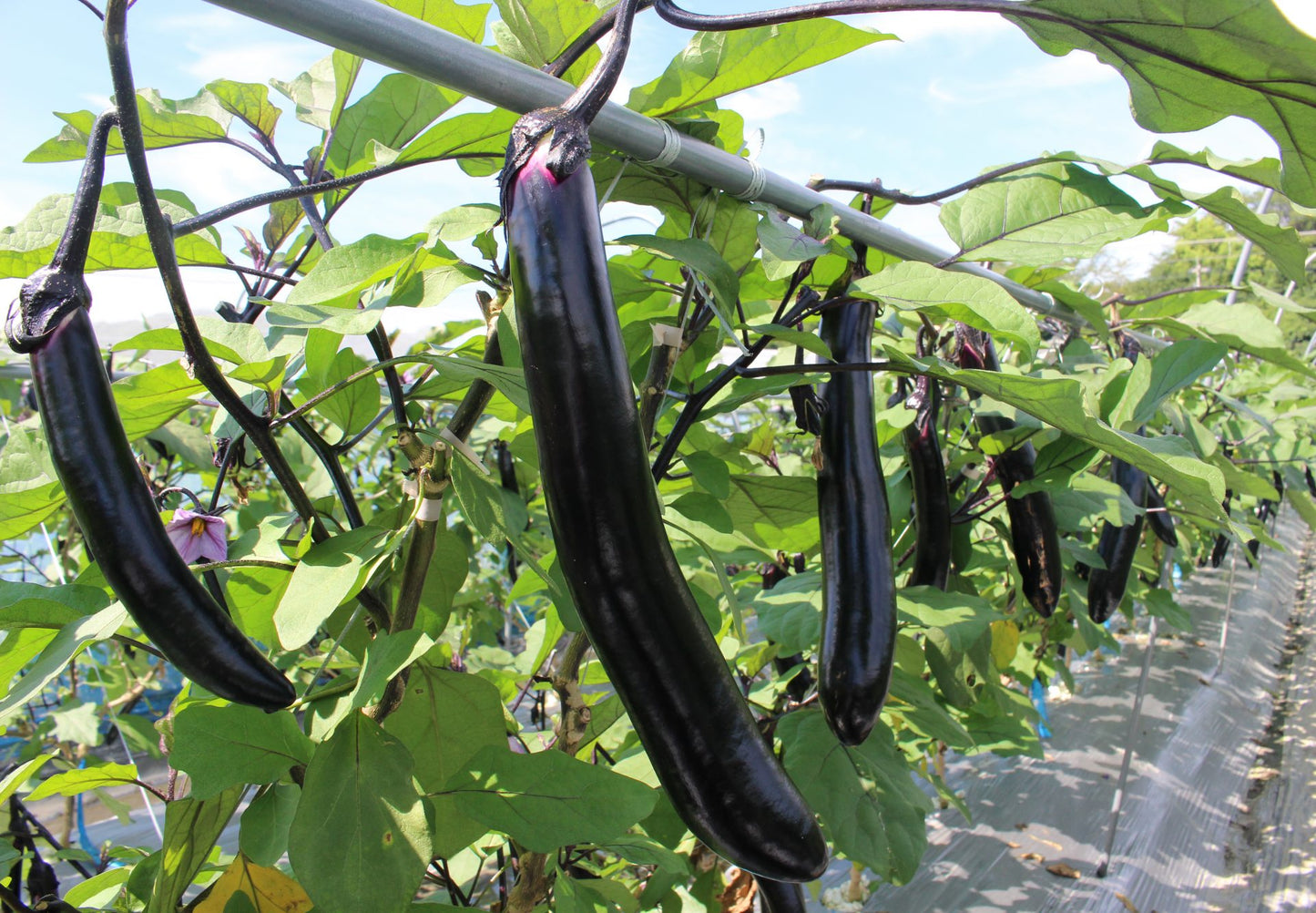 道後焼酎 松山長なす 720ml